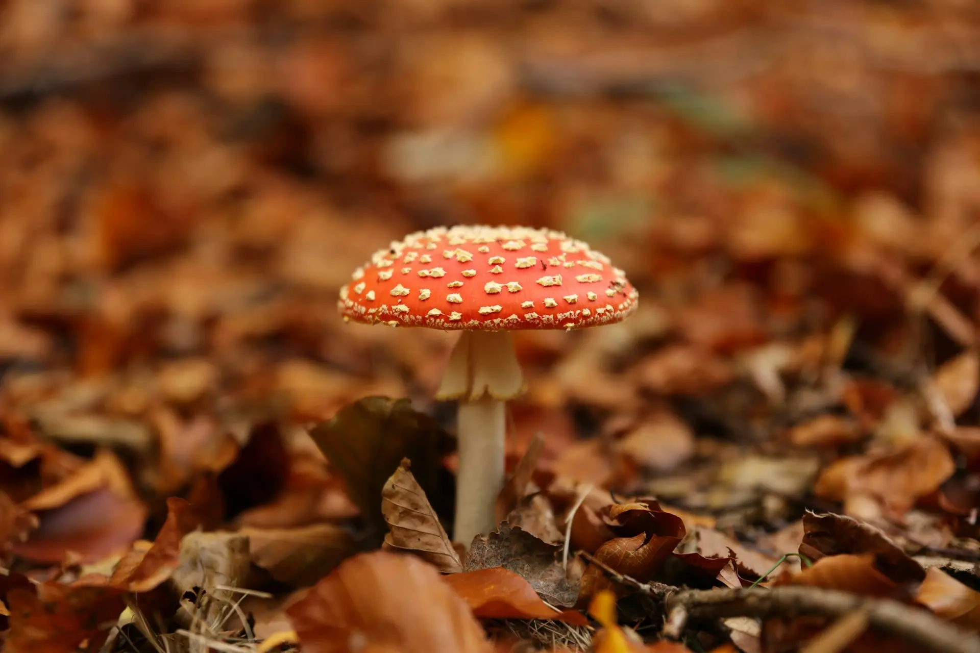 a red cappped mushroom