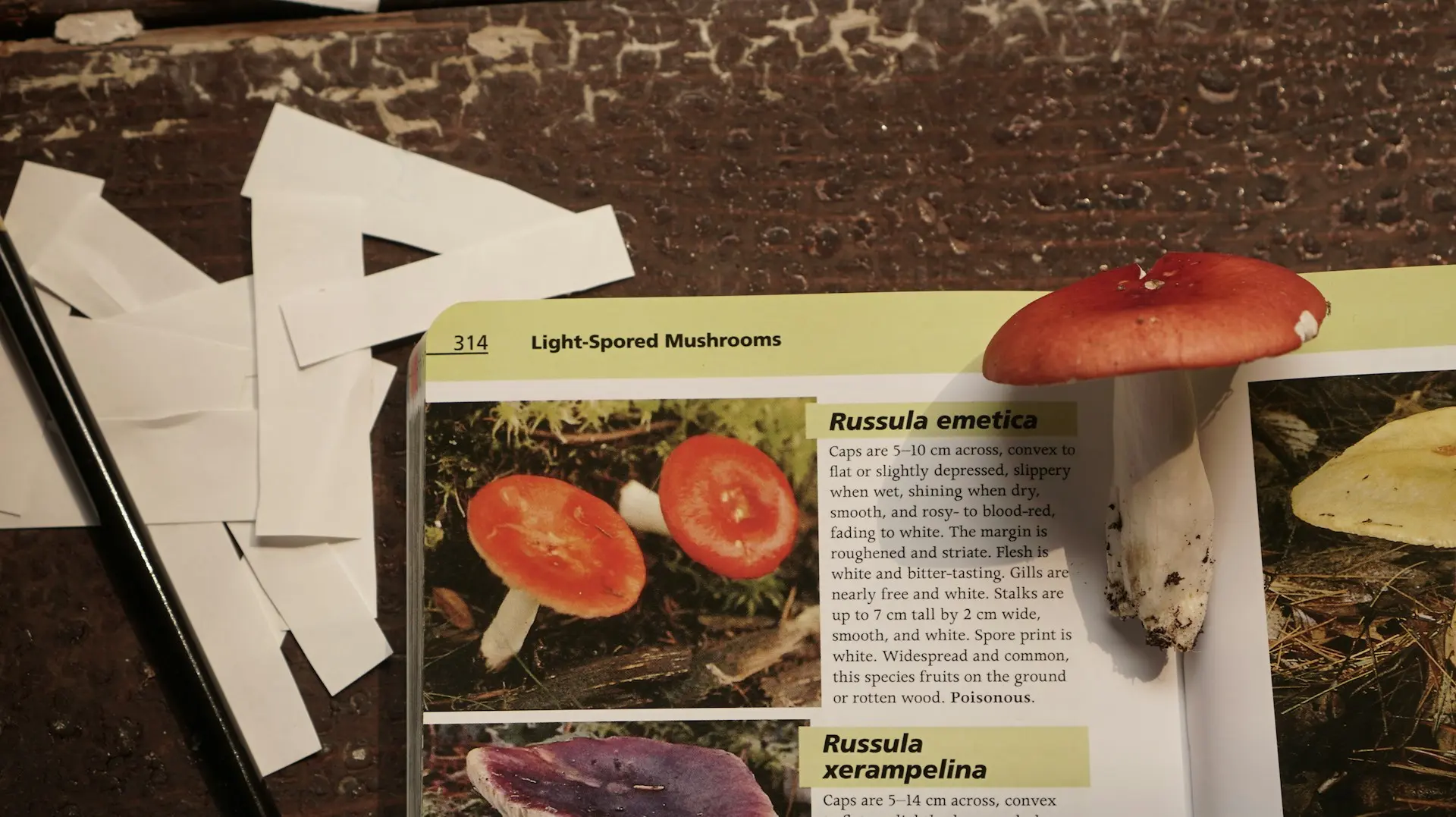 a mushroom on top of a book