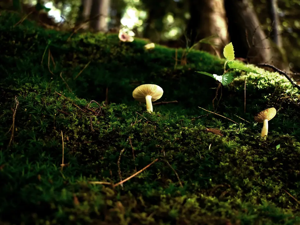 a small white mushroom growing
