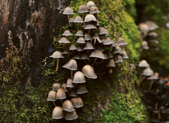 grouped brown mushrooms