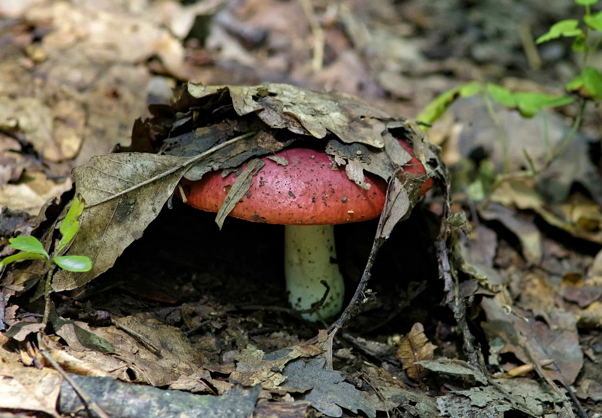 a mushroom covered in leaves