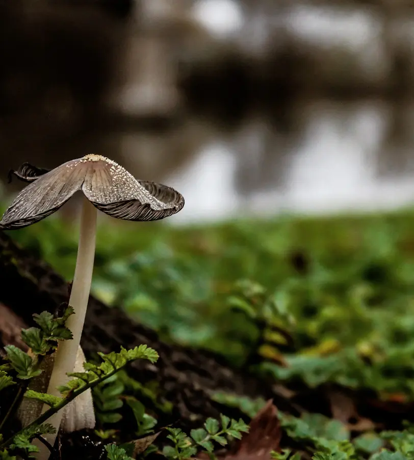 A white mushroom with a cap growing on the forest floor